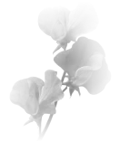 Цветок, запечатлённый в форме