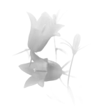 Вдохновение: легкость цветка и величие короны